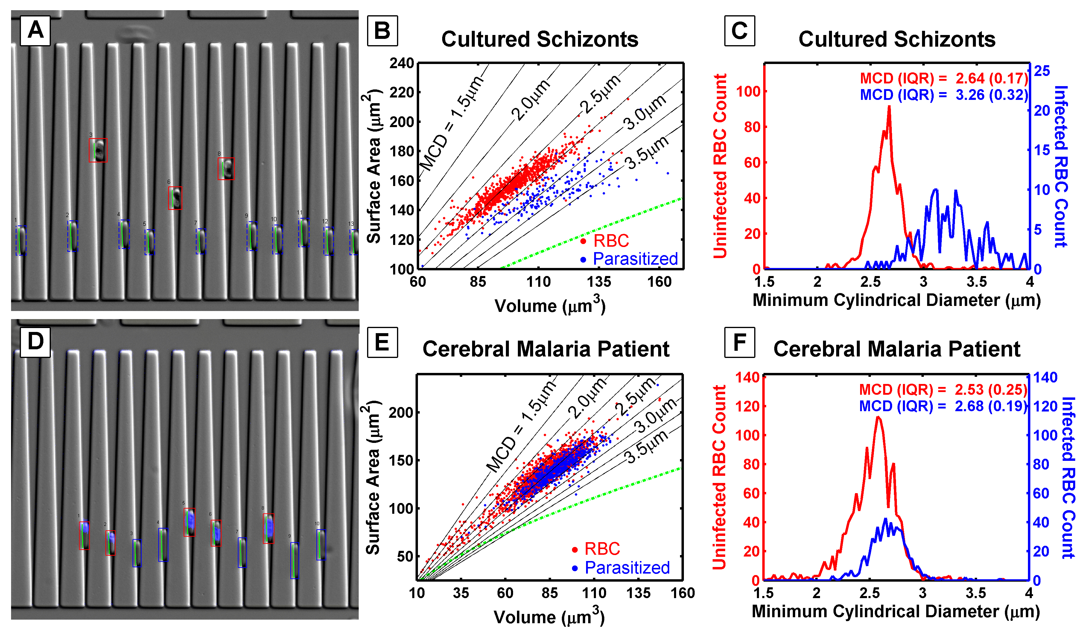 Schizont-stage parasitized red blood cells are characterized by the dark hemozoin stain, which settles much higher in the wedges than in normal red blood cells (A). Schizonts have a larger volume and a similar surface area compared to normal red blood cells (B). When the minimum cylindrical diameter is calculated, schizonts are estimated to be unable to pass through a filter with pore sizes smaller than 3 \(\mu\)m (C).  In contrast, ring-stage parasitized red blood cells, taken from a malaria patient, penetrate almost as far into the wedges as normal red blood cells (D). However, the surface area and volume of ring-stage parasites (E) overlap with those of normal red blood cells. Their calculated minimum cylindrical diameter suggests that these cells cannot be effectively segregated by passage through a porous filter or a tortuous path (F).
