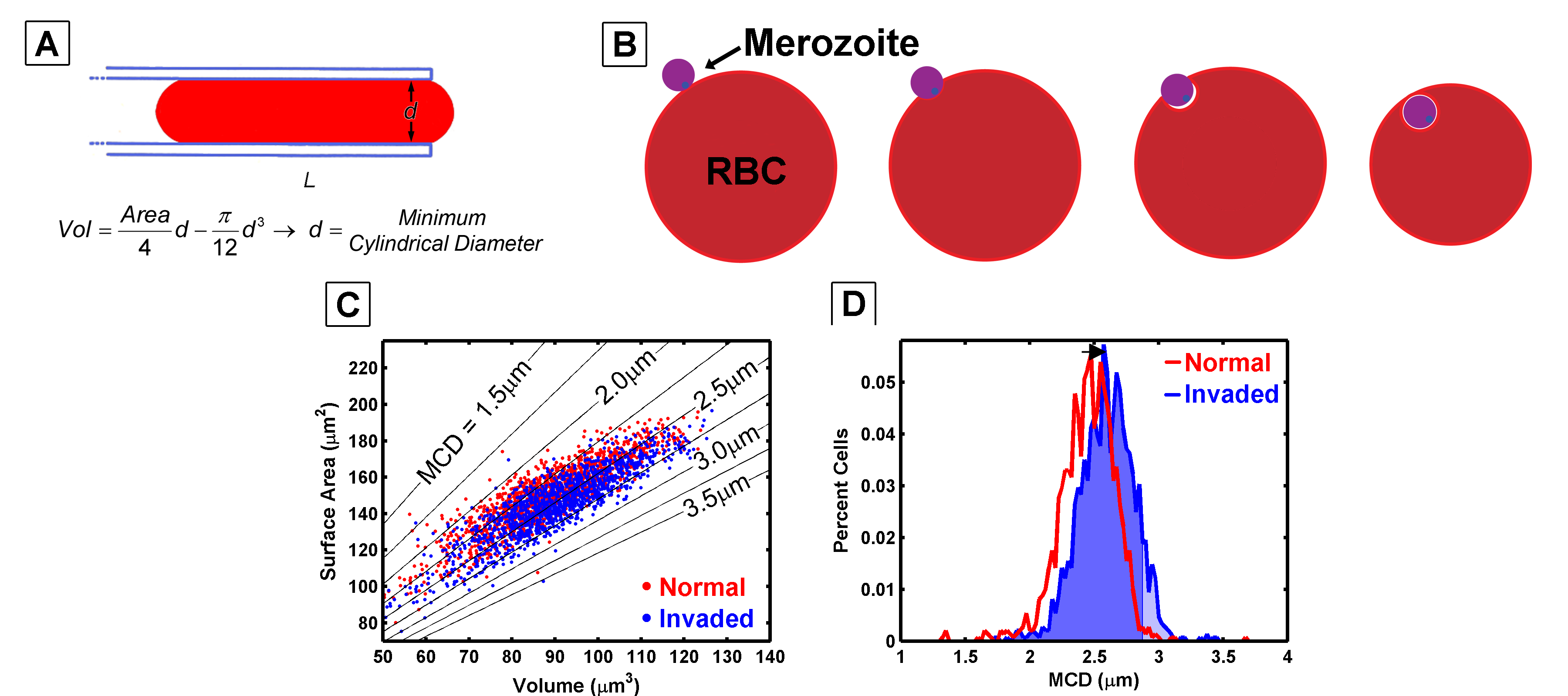 The smallest cylinder or pore a cell can fit through has a linear relationship with its surface area and volume (A). When a malaria merozoite invades a red blood cell, it wraps itself in the cell&rsquo;s membrane, reducing the surface area and increasing the cell volume (B and C). These changes in surface area and volume shift the minimum cylindrical diameter (D), ultimately making the cells more susceptible to filtration.